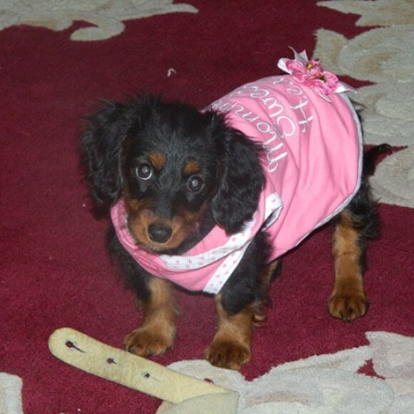 Adorable Dog Hoodie !  Size S  ~  (See Notes Regarding Size) - Picture 7 of 8